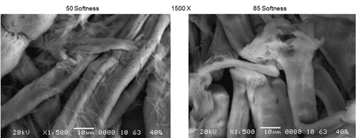 Figure 5B.  Sheet Surface Differences Most Visible at 1500X. (Little SEM difference seen with surface photos at lower magnification.) Visible Differences:  •Increased lumen collapse  •Microfibrils increasing strength and stiffness •Tighter packing of fibre