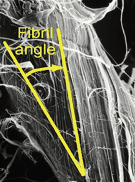 Fibril angle 