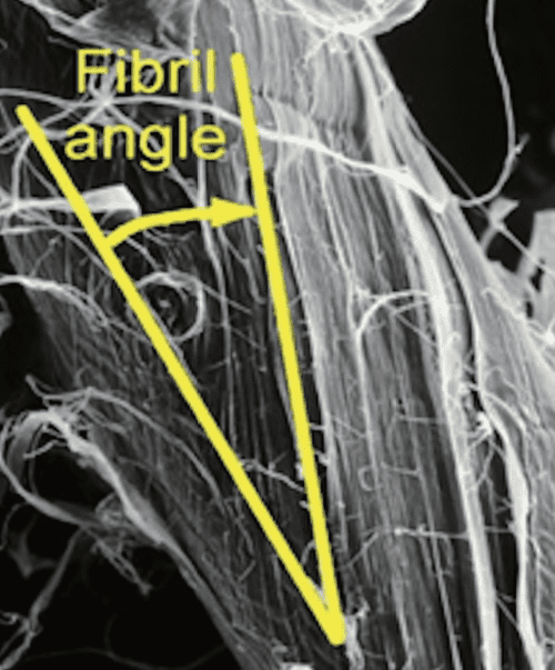 Microfibril angle: the angle between the orientation of the cellulose microfibrils in the S2 layer of the cell wall and the longitudinal axis of the fibre. The fibre property has a great influence on pulp strength and other quality attributes.