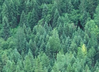 CANFOR’S CIRCULAR ECONOMY INITIATIVES DRIVING ITS ‘MORE VALUE, LESS IMPACT’ STRATEGY Tissue World Magazine Canada