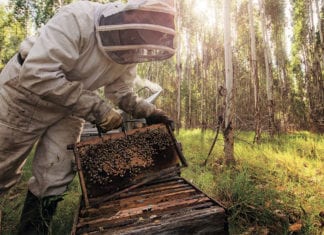Long term commitment in sustainable eucalyptus plantations Sustainable eucalyptus plantations - Ensuring natural biodiversity