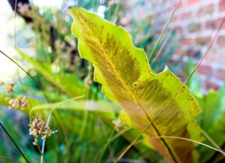 ARE TISSUE’S GREEN CREDENTIALS AS GOOD AS ITS MAJOR COMPANIES CLAIM? Tissue World Magazine, TWM, Exitissues, May-June 2020