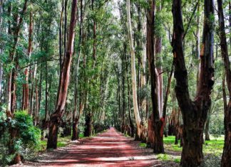Eucalyptus – adding tensile strength and keeping formation and softness Tissue World Magazine