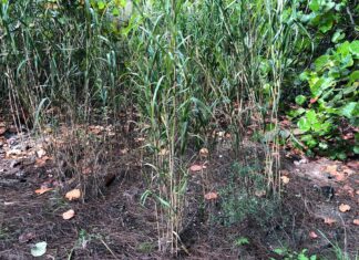 After a brief retail appearance on US chain store shelves, bamboo has returned to e-commerce Wild-Bambo