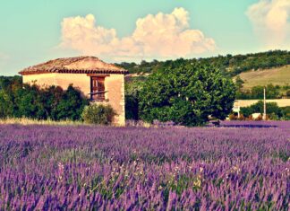 FRANCE COUNTRY REPORT: tissue business update – consequences of 2022 energy disruption: greater reliance on nuclear power means higher risks over electric power costs