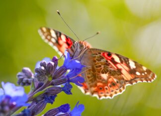 MarketIssues: The growing role of biodiversity and carbon storage: what to expect for the tissue sector