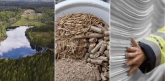 “A ground-breaking new pulp”: Södra investigates possibilities of agricultural-enhanced softwood pulp