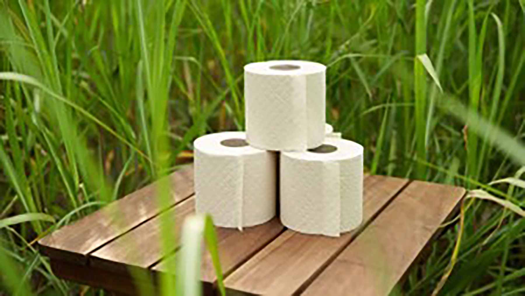 Toilet paper made from Miscanthus gras: WEPA’s “BlackSatino Green Grow” brand 