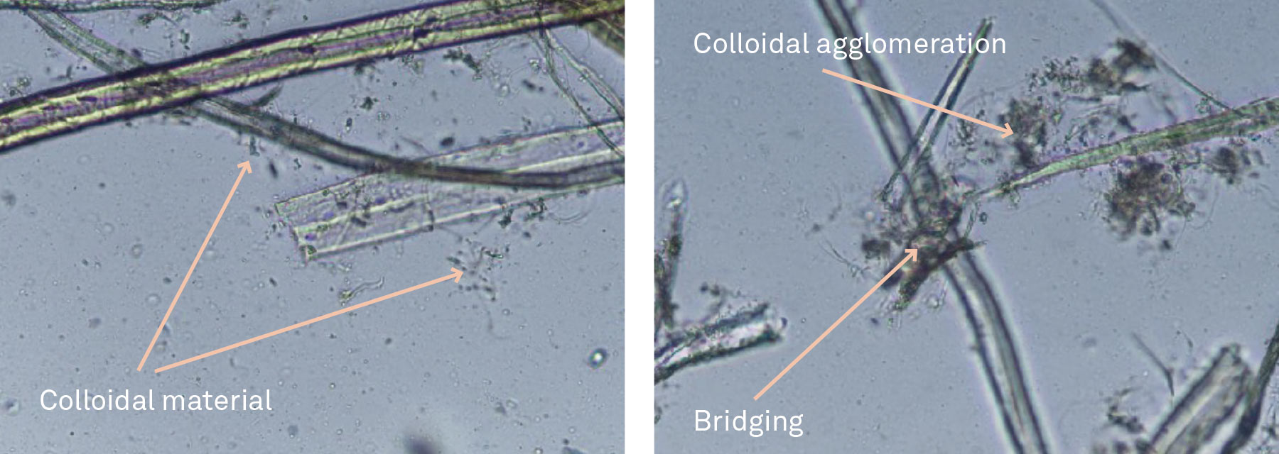 Above: Microphotographs of tissue furnish samples treated with Cationic PAM (left) and Amphoteric PAM (right). Amphoteric PAM demonstrates superior colloidal agglomeration, enhancing the retention of detrimental substances within the sheet and contributing to a cleaner wet end and improved machine runnability.